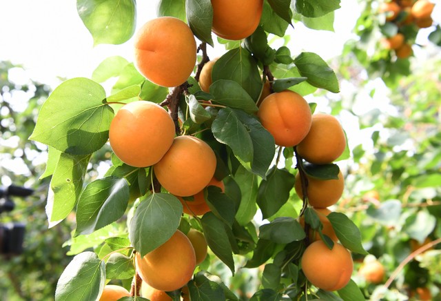 乡土散文消失的村庄,乡土散文朗诵