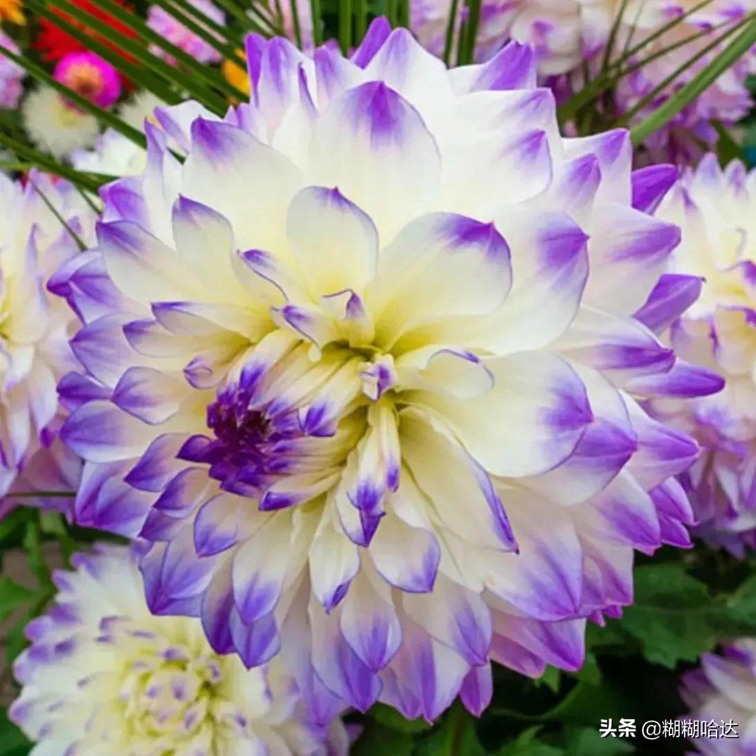 赏心悦目的花朵，风采万千，千姿百态，魅力无限，太美了