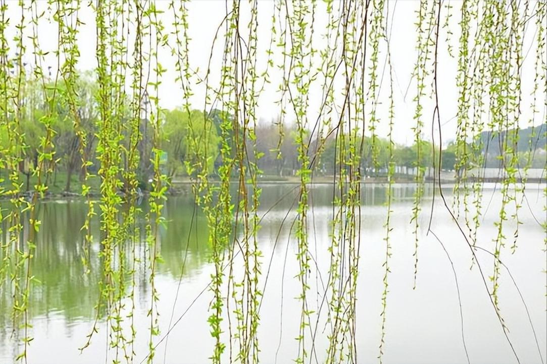 描写春天的古诗宋词有哪些,唐诗宋词鉴赏春天的美景有哪些