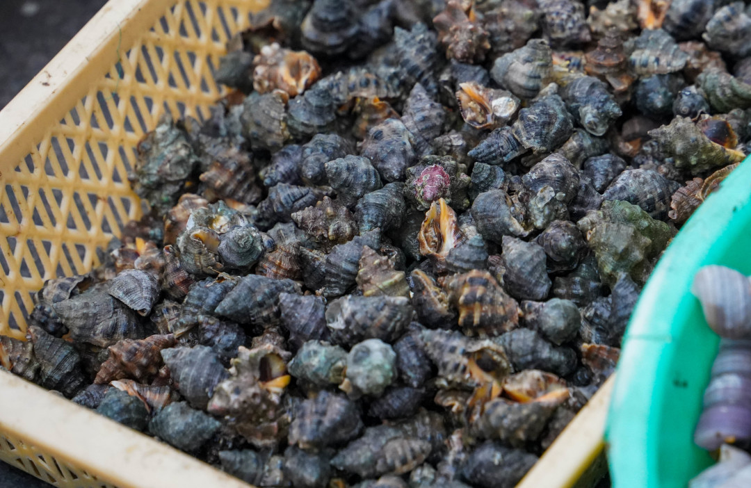 火速收藏！这里有一份中国吃螺图鉴