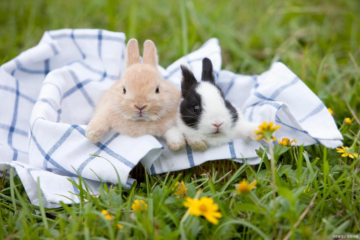 两个月大的兔兔要注意什么,怎么样的兔兔比较容易存活