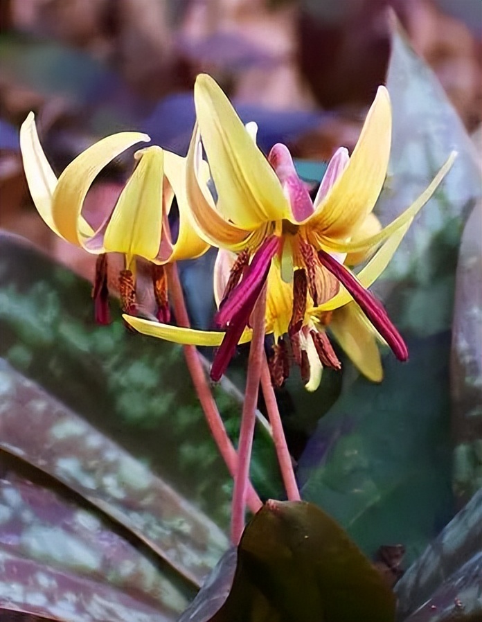 植物识别小口诀，总结的太全了！