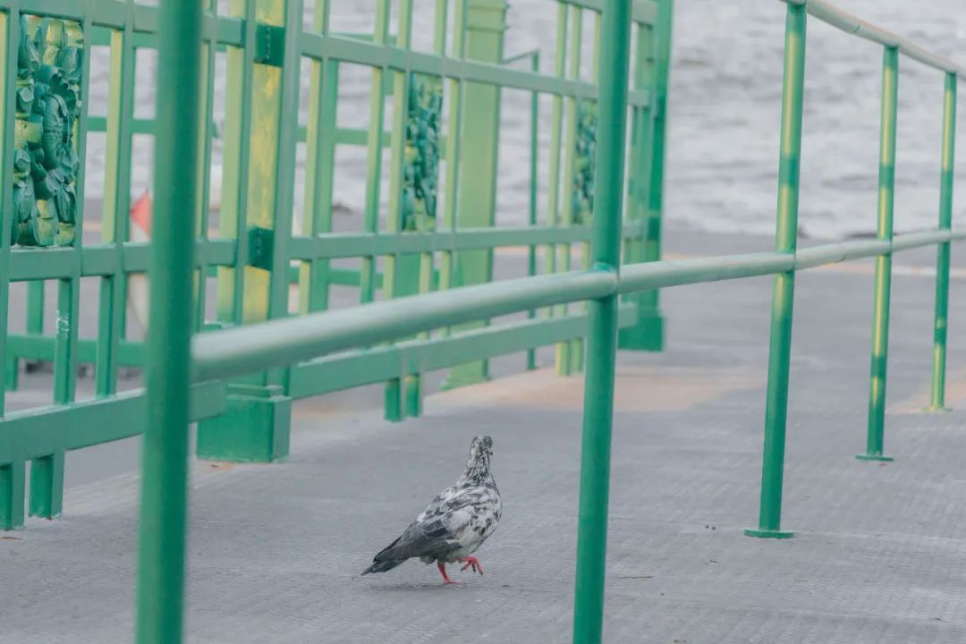 鍘绘嘲鍥芥浖璋峰拰鑺彁闆呯殑鏀荤暐,鍘绘嘲鍥界帺杞浖璋疯姯鎻愰泤