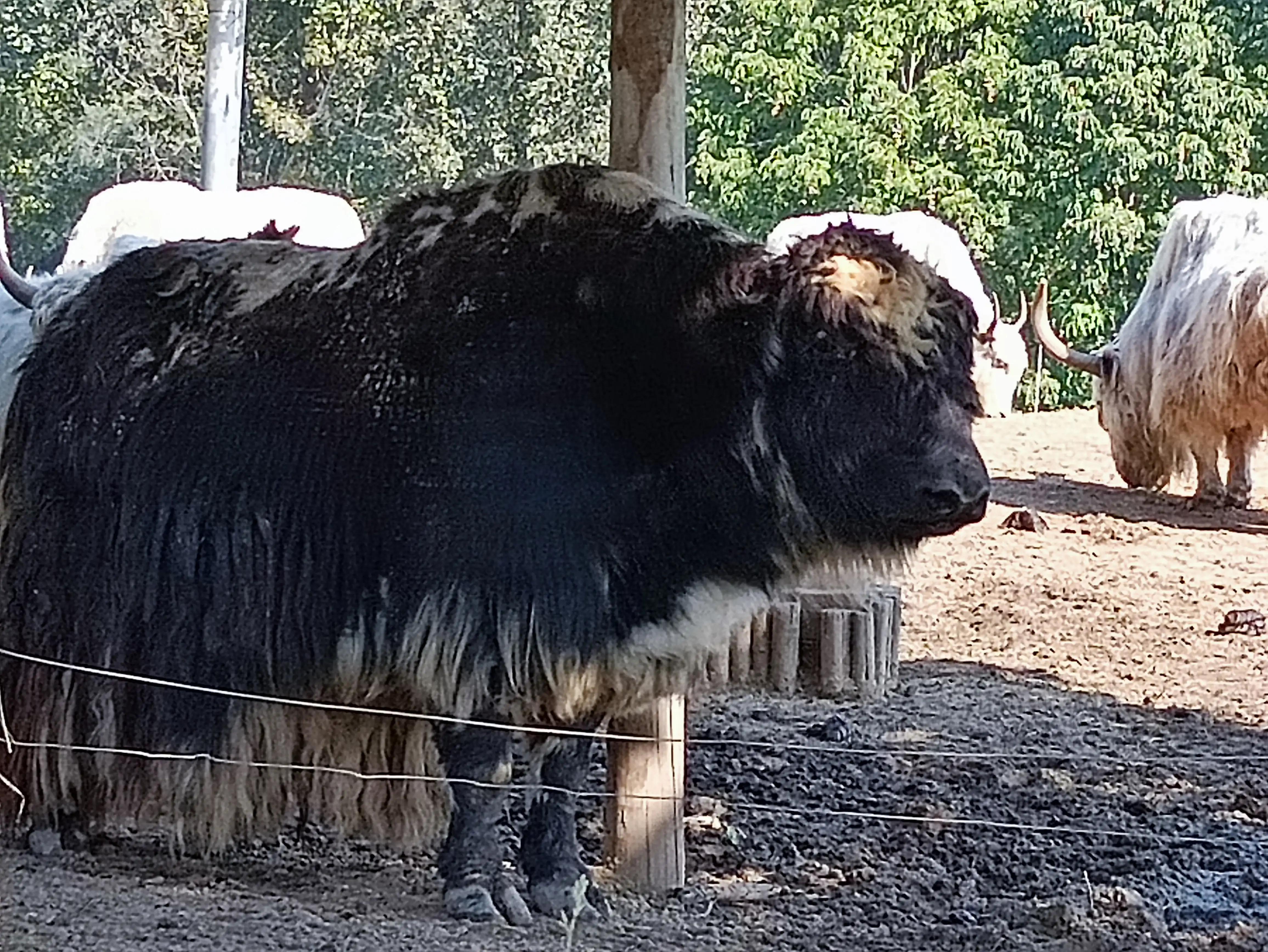 北京动物园和北京野生动物园区别,北京野生动物园狗妈妈和老虎狮子