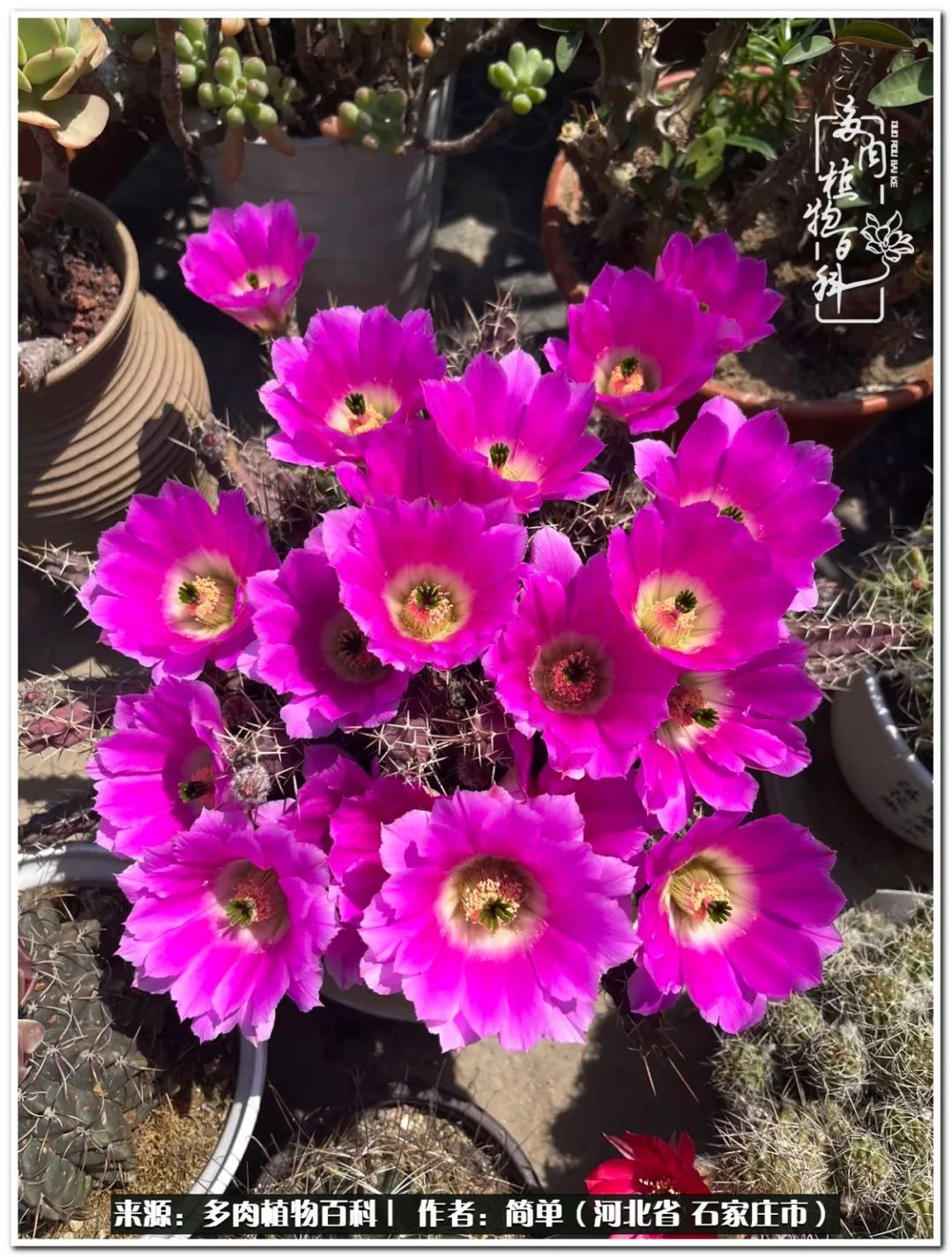 自从养了多肉以后视频,养多肉治愈生活中的疲惫和琐碎