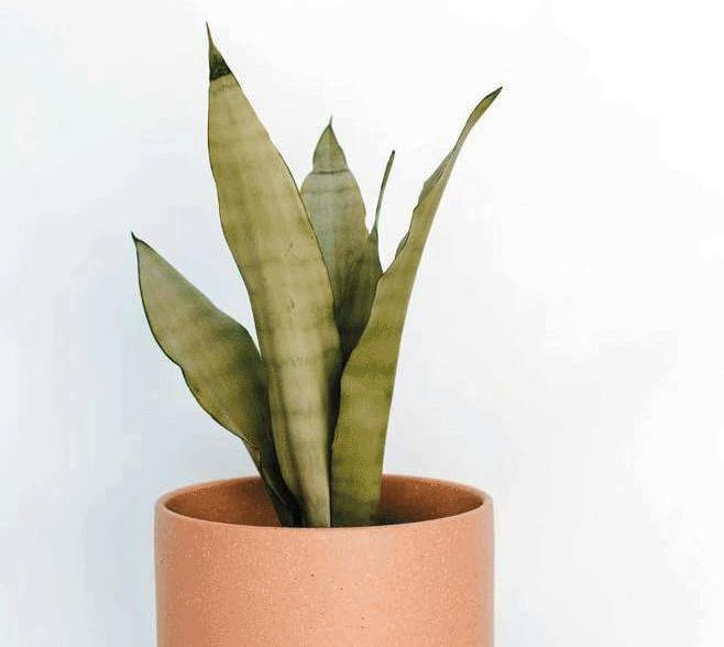 进阶为植物养殖高手必养的植物,20年种植经验告诉你多肉这样养