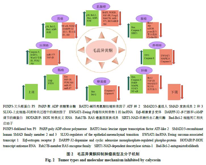黄芪和葛根抗肿瘤吗,黄芪有抗肿瘤的功效吗