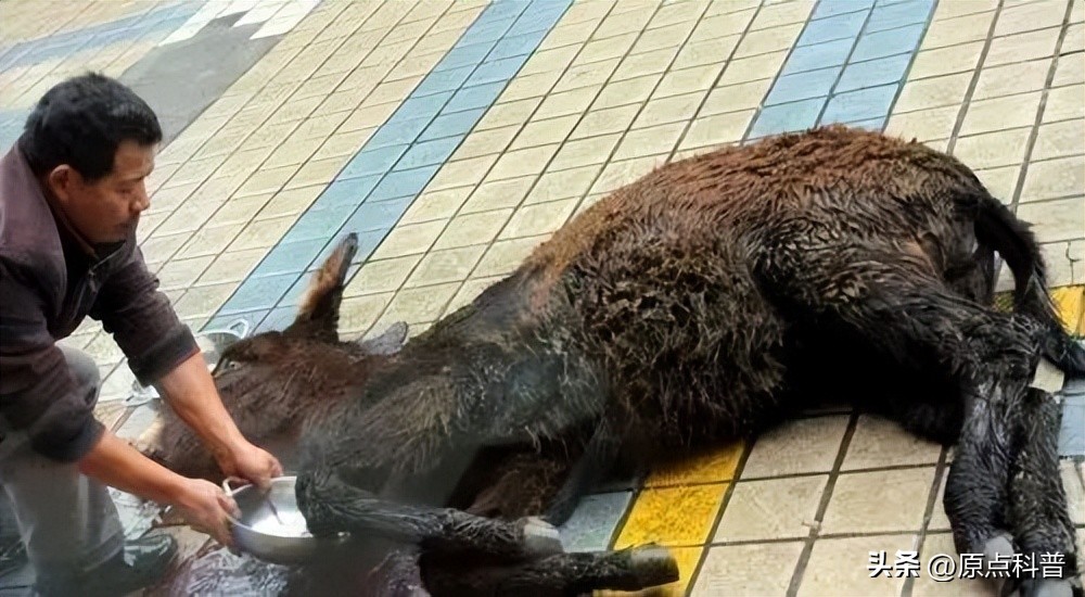 中国十禁名菜,十道禁忌名菜