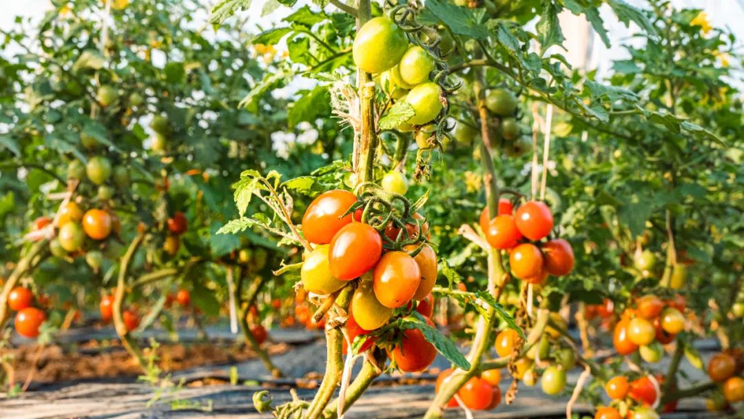 浼犳壙绾㈣壊鏍硅剦鍏卞缓骞哥瀹跺洯,鎼烘墜鍏卞缓绾㈣壊瀹跺洯