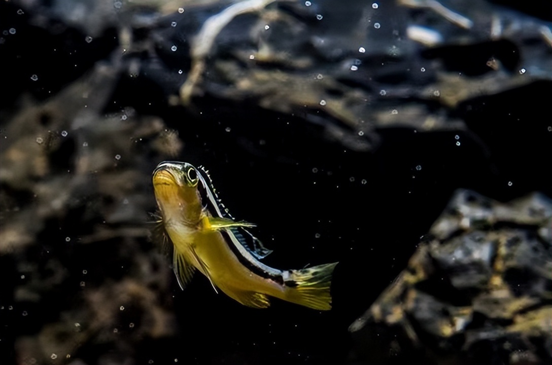 精心挑选6种最容易饲养的观赏鱼,新手饲养观赏鱼有哪些推荐