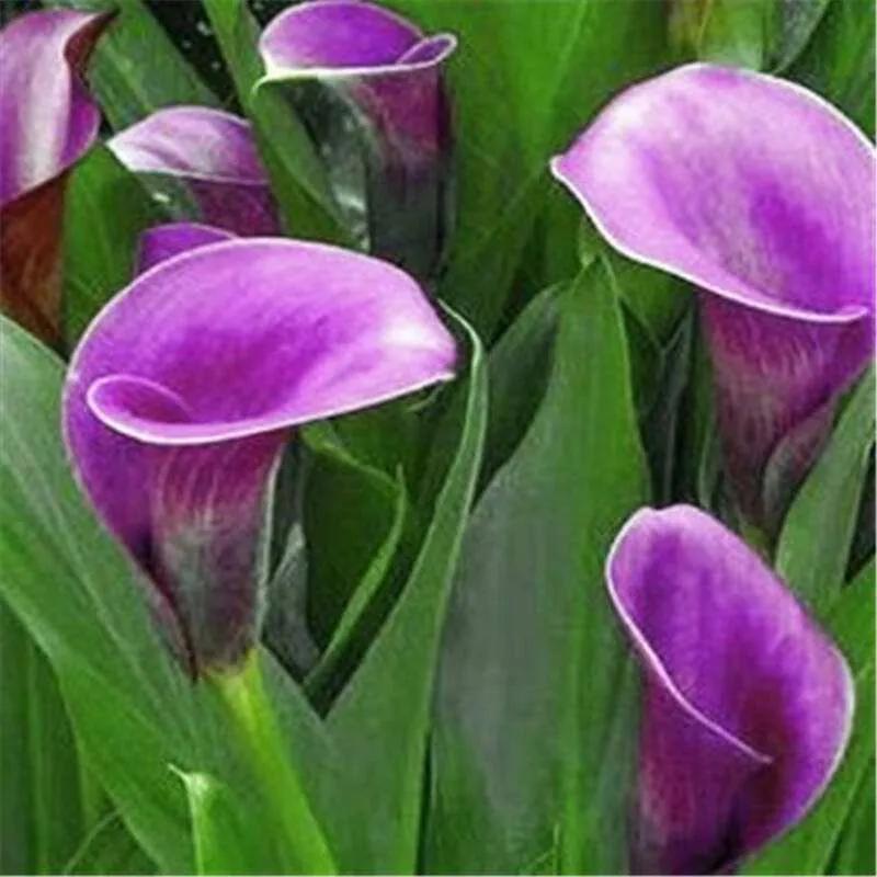 马蹄莲花开是什么样子,马蹄莲花开多少天