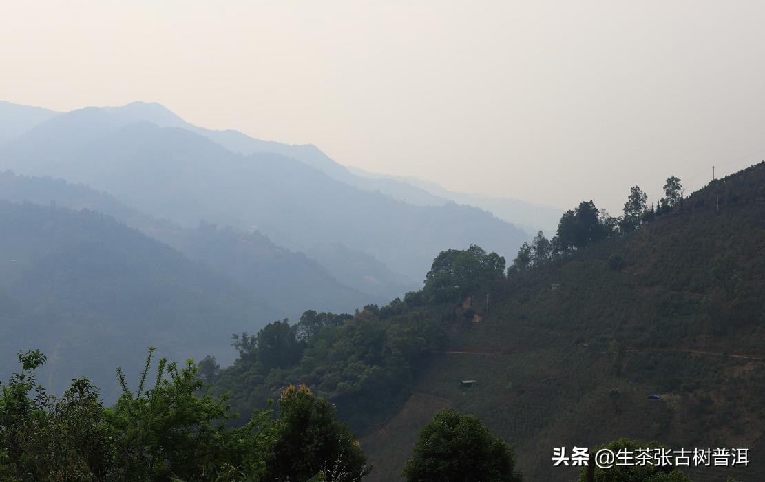 勐海茶苦临沧茶涩易武的茶甜,易武与勐海的普洱茶哪个好