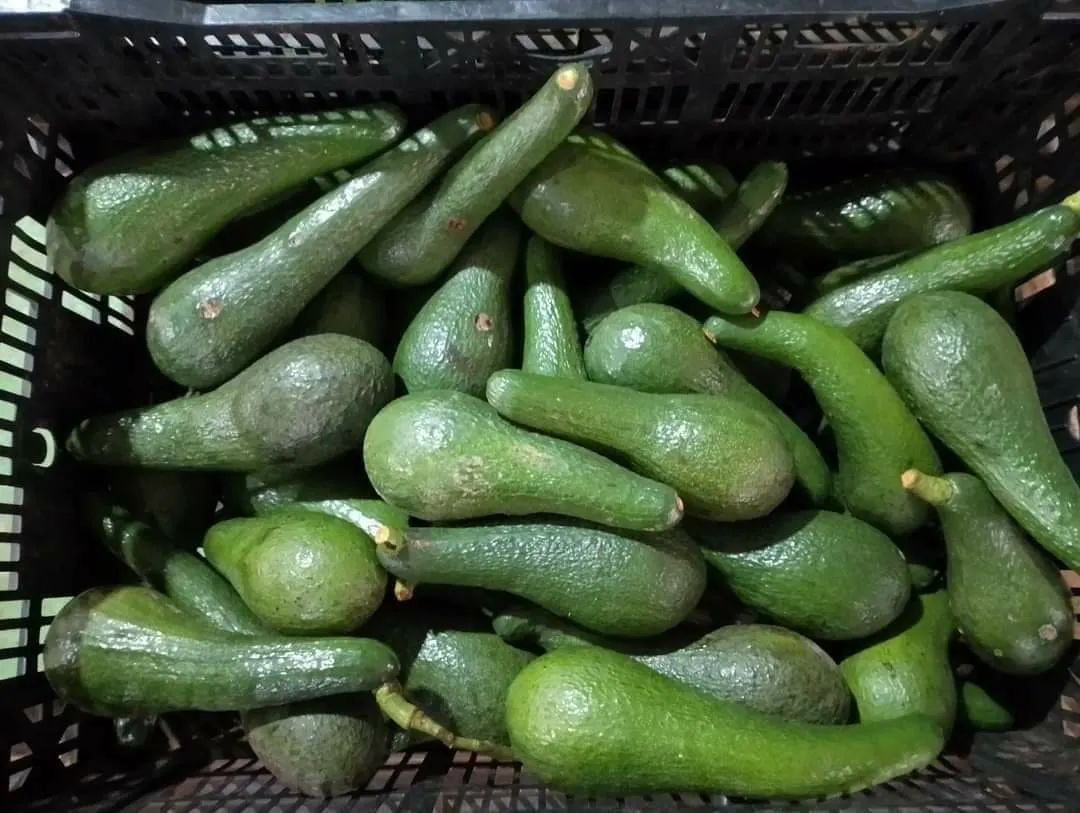 缅甸牛油果批发,缅甸牛油果巨无霸