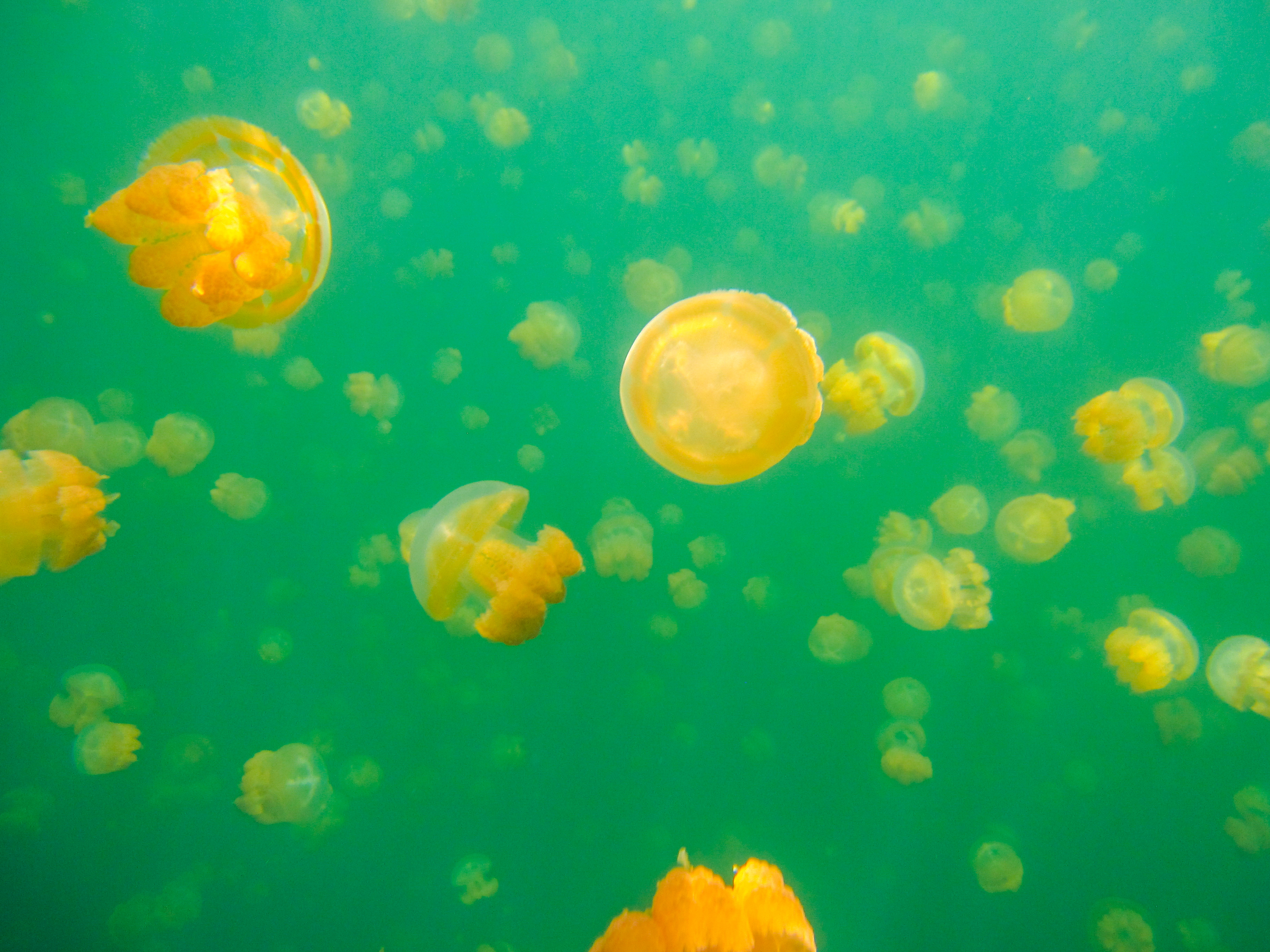 上帝的水族箱,上帝的鱼缸马尔代夫