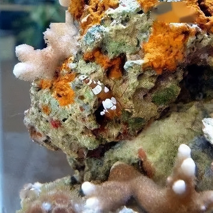 海水珊瑚缸鹦鹉螺,海水缸珊瑚视频大全