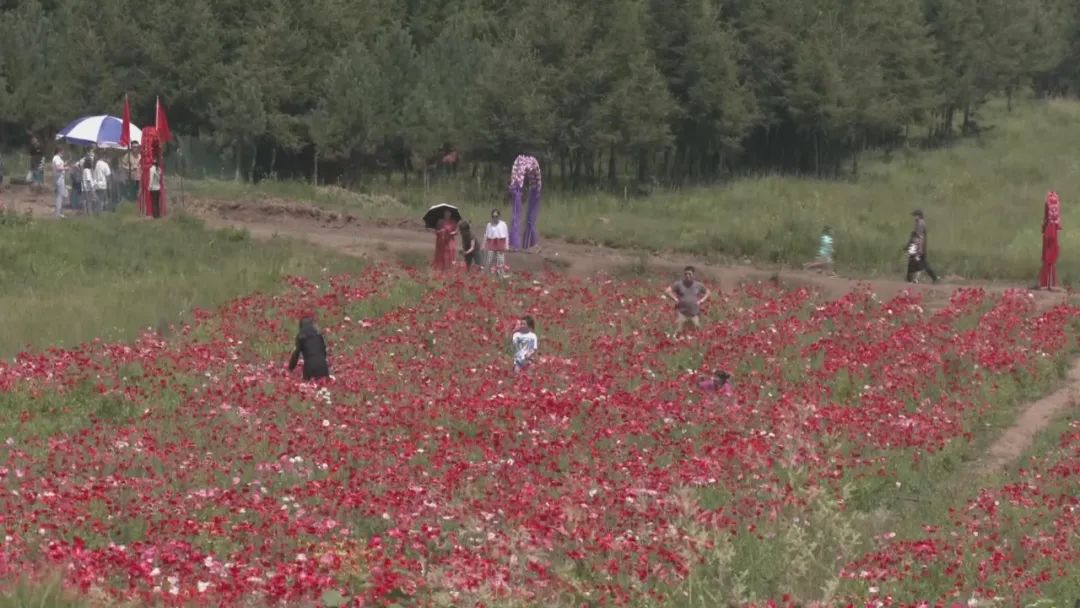 五一张家口草原天路旅游攻略,河北张家口草原天路几日游