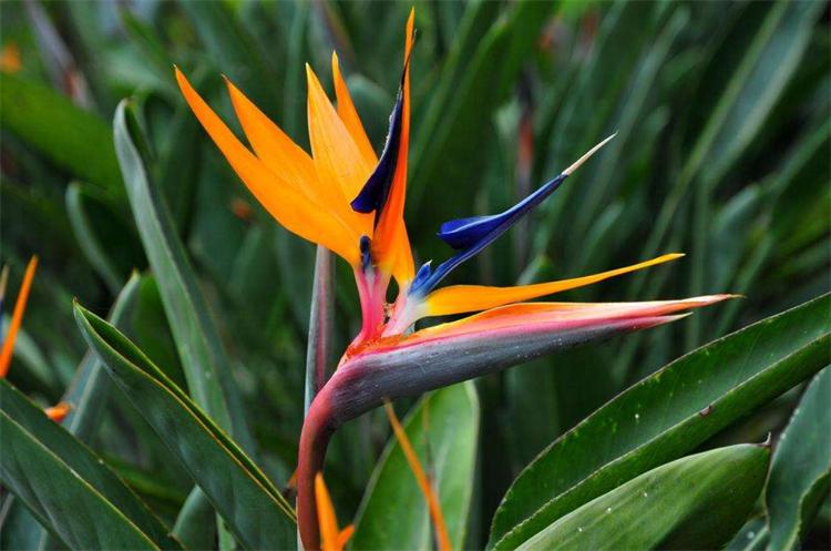 七夕节，不止用玫瑰“我爱你”，还有10种国产花卉，代表不俗的爱