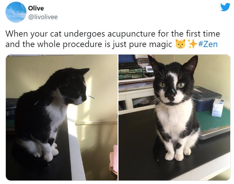 给狗做针灸的视频,带狗去针灸