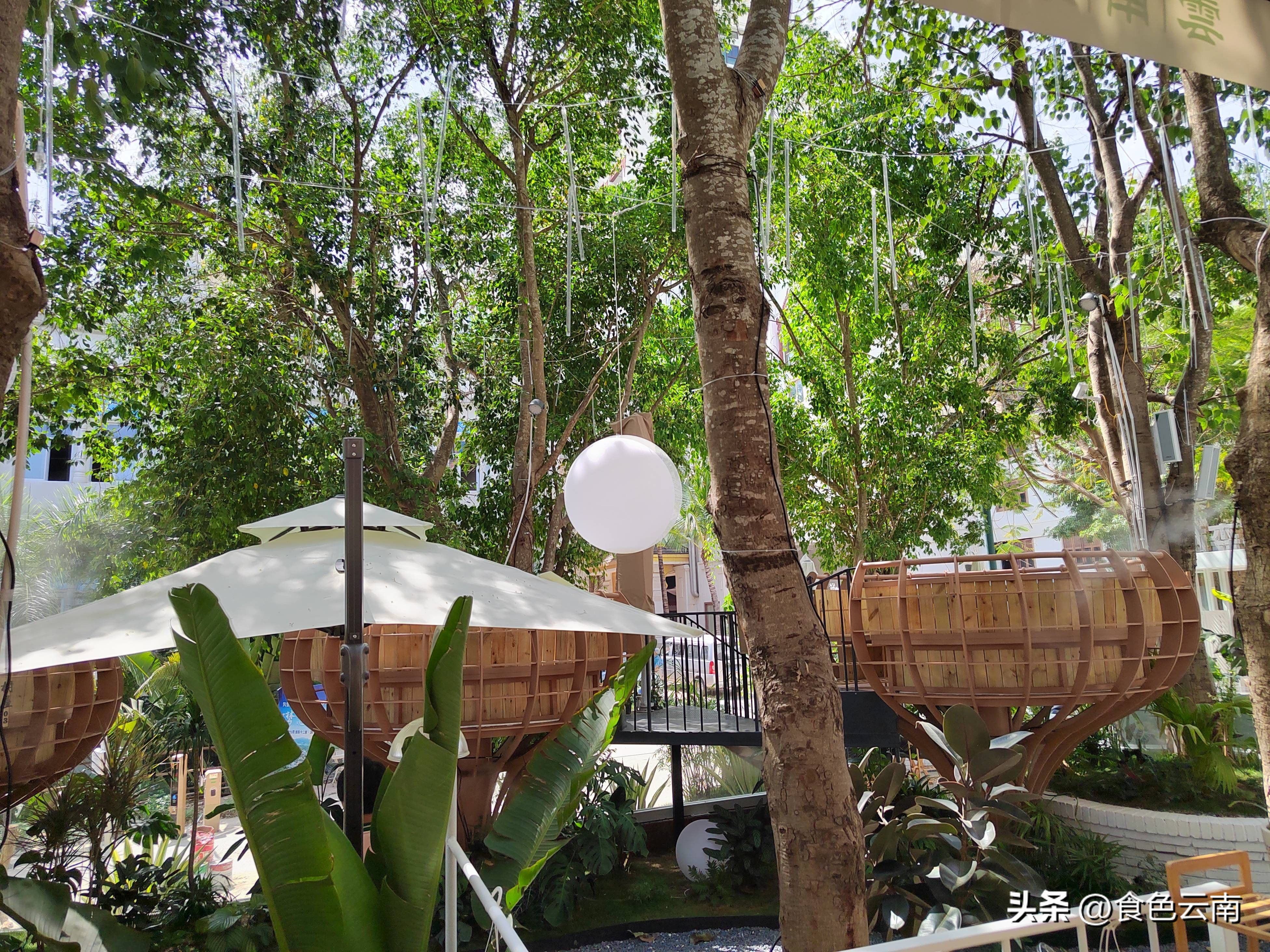 菌海森林野生菌火锅西双版纳,西双版纳野生菌推荐