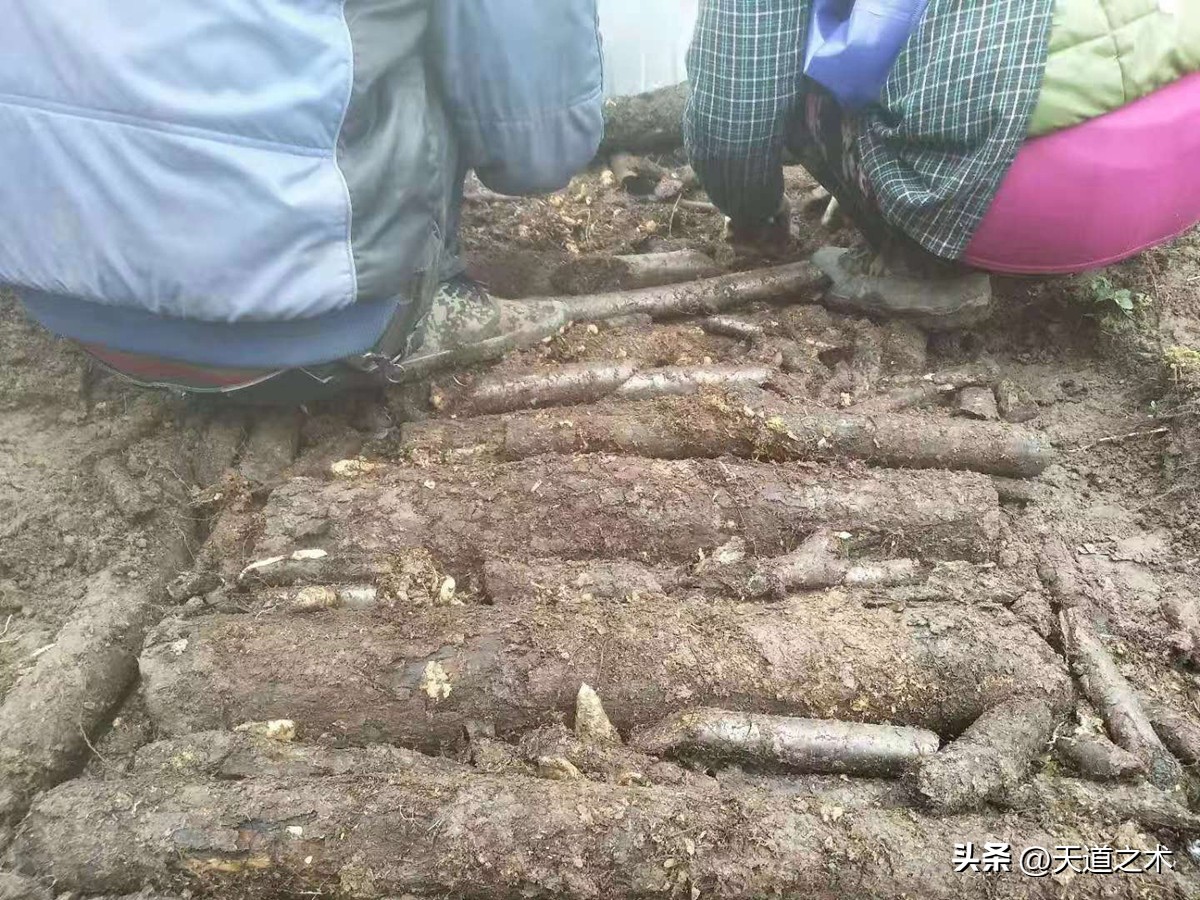 一亩挣百万的中草药,一亩地一年收入一万的药材都有啥