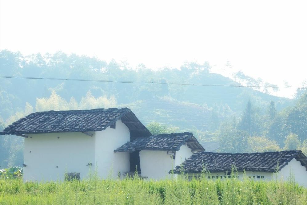 夏至后必吃三样菜,夏至吃什么蔬菜最好