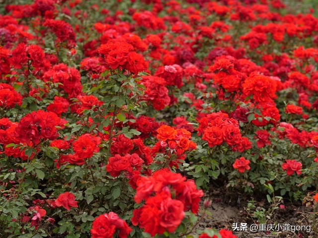 玫瑰花的葬礼,玫瑰花