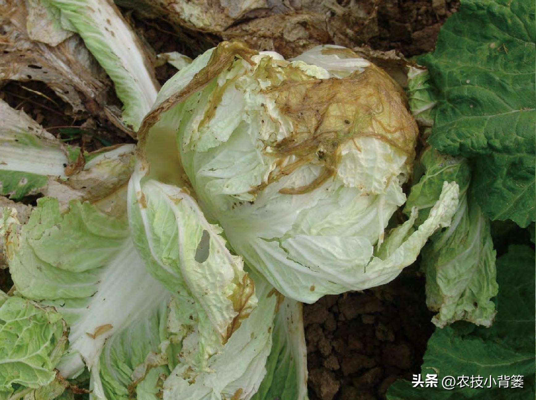 大白菜软腐病怎么防效果好,怎么预防大白菜软腐烂根病