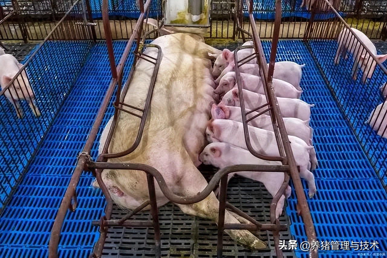 规模化猪场母猪产后护理工作