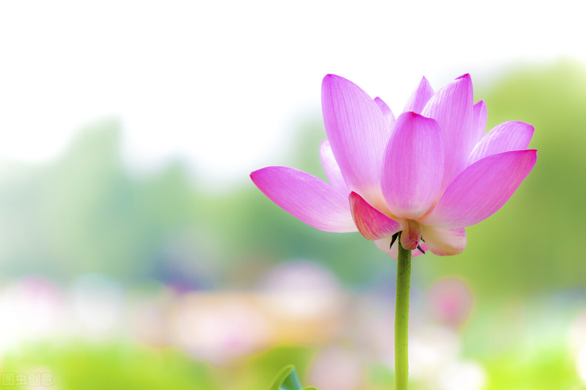 记录夏天唯美的诗词,诗词中关于夏天的10件风雅小事