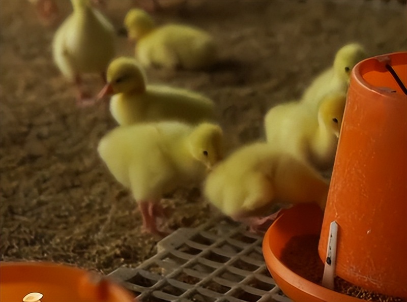 养鹅致富的成功案例,养鹅大王创业之路