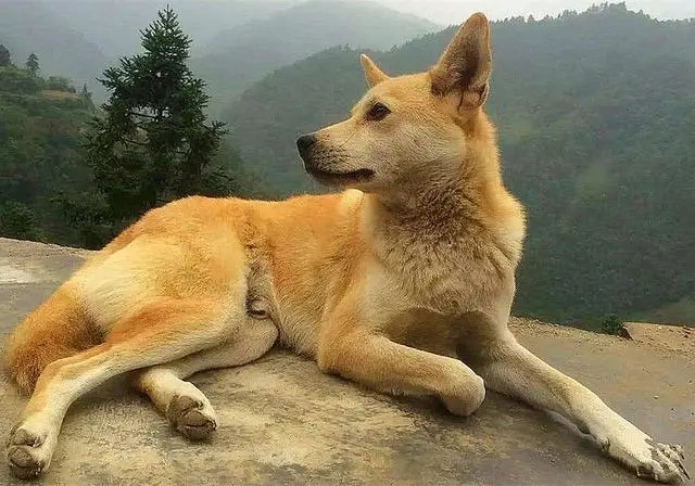 满族不吃狗肉，回族不吃猪肉，那汉族不吃什么肉？