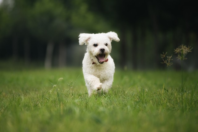 带宠物狗去旅行必备指南