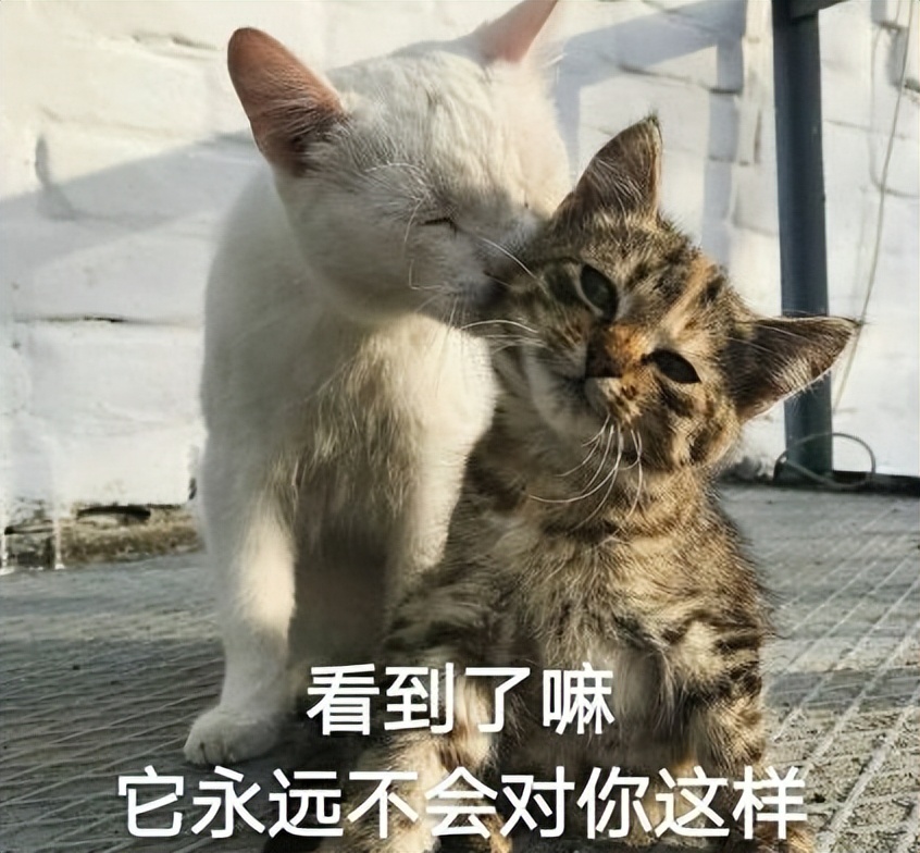 我家猫尿进了洗衣篓里，我爸为了包庇猫说，是他尿的···