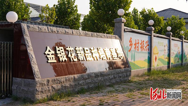 河北巨鹿县：打造全产业链发展格局小小金银花“种出”大产业