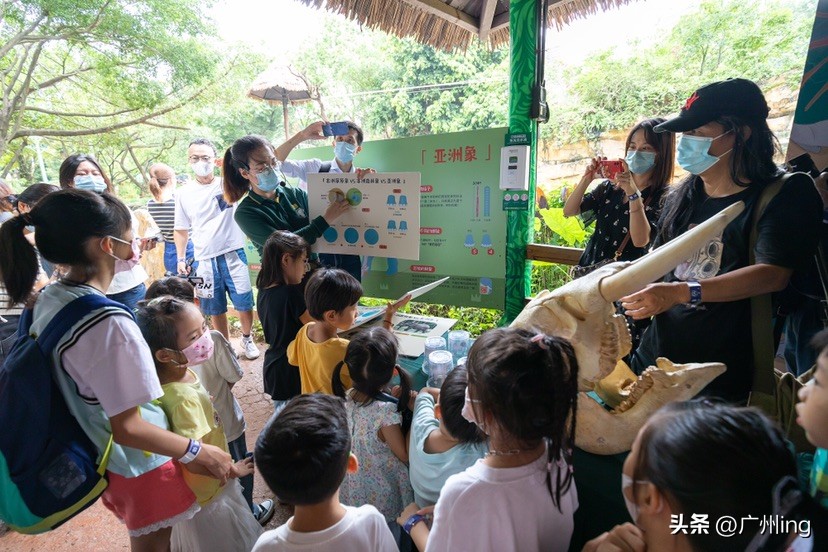 世界大象日了解亚洲象大种群,大象培育巨象