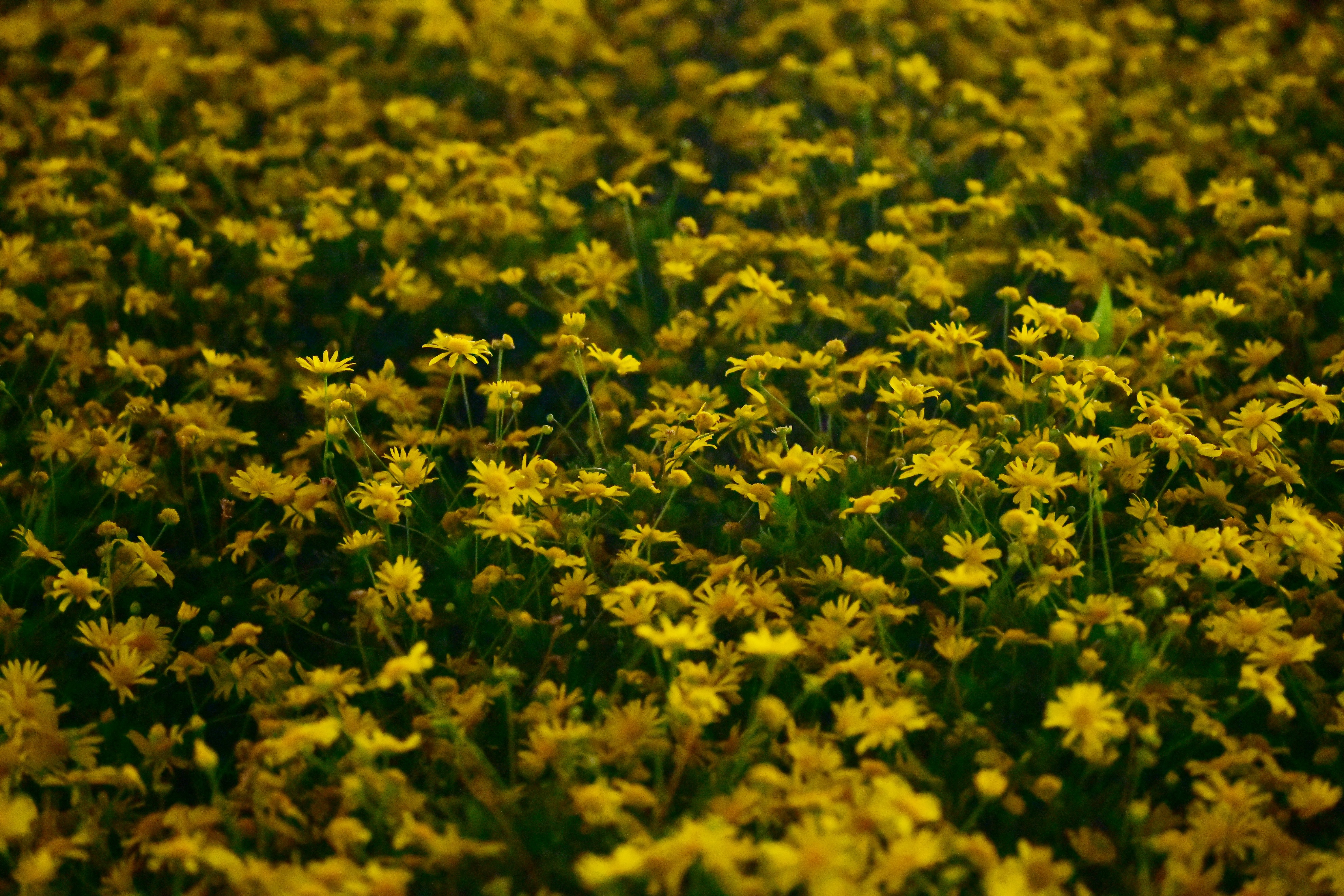 广州海心沙亚运公园视频,广州海心沙亚运公园游览图