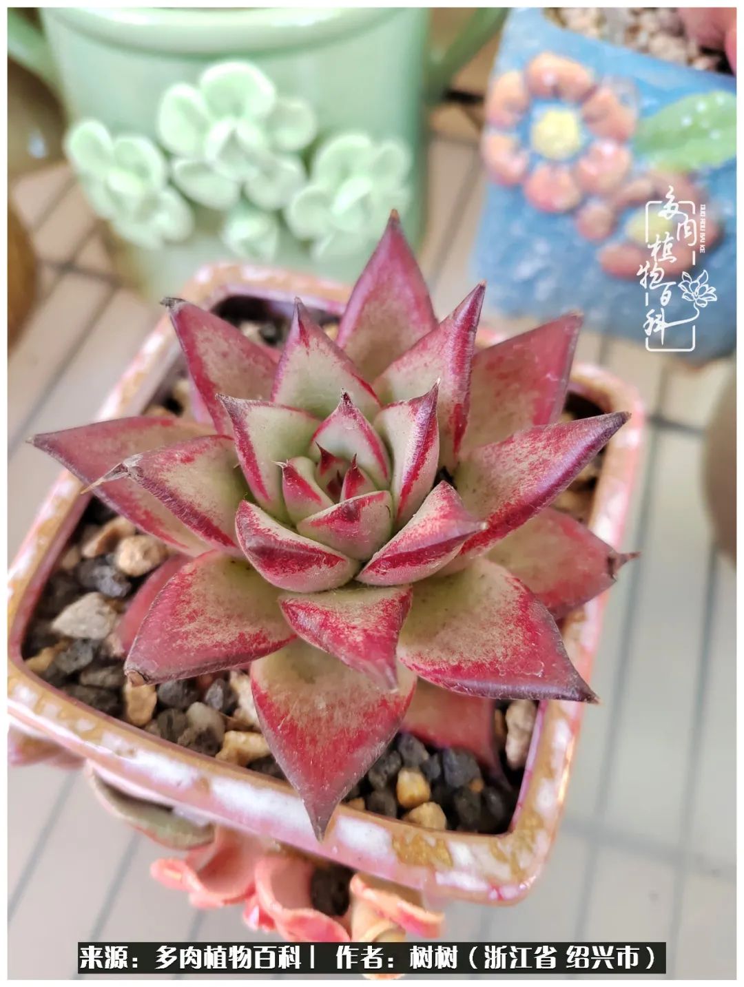 又临寒冬，暖阳下携手肉肉赏姹紫嫣红！