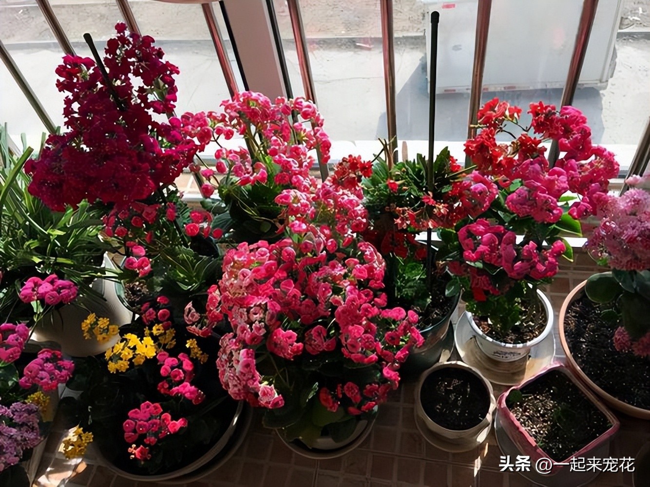 冬天养长寿花怎么才能保暖开花,冬天养长寿花几个小窍门