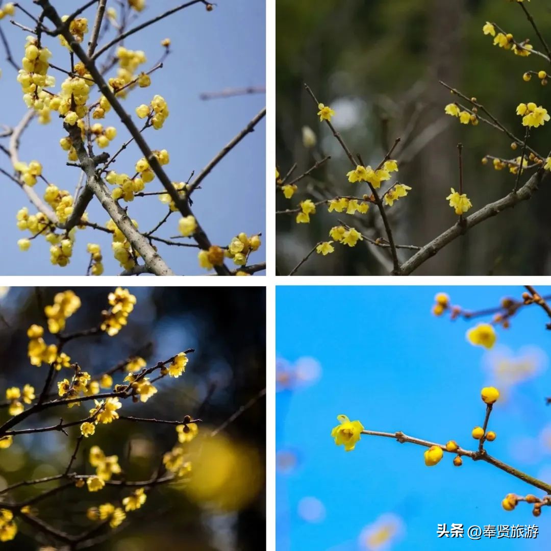 赏梅胜地梅园,赏梅好时节