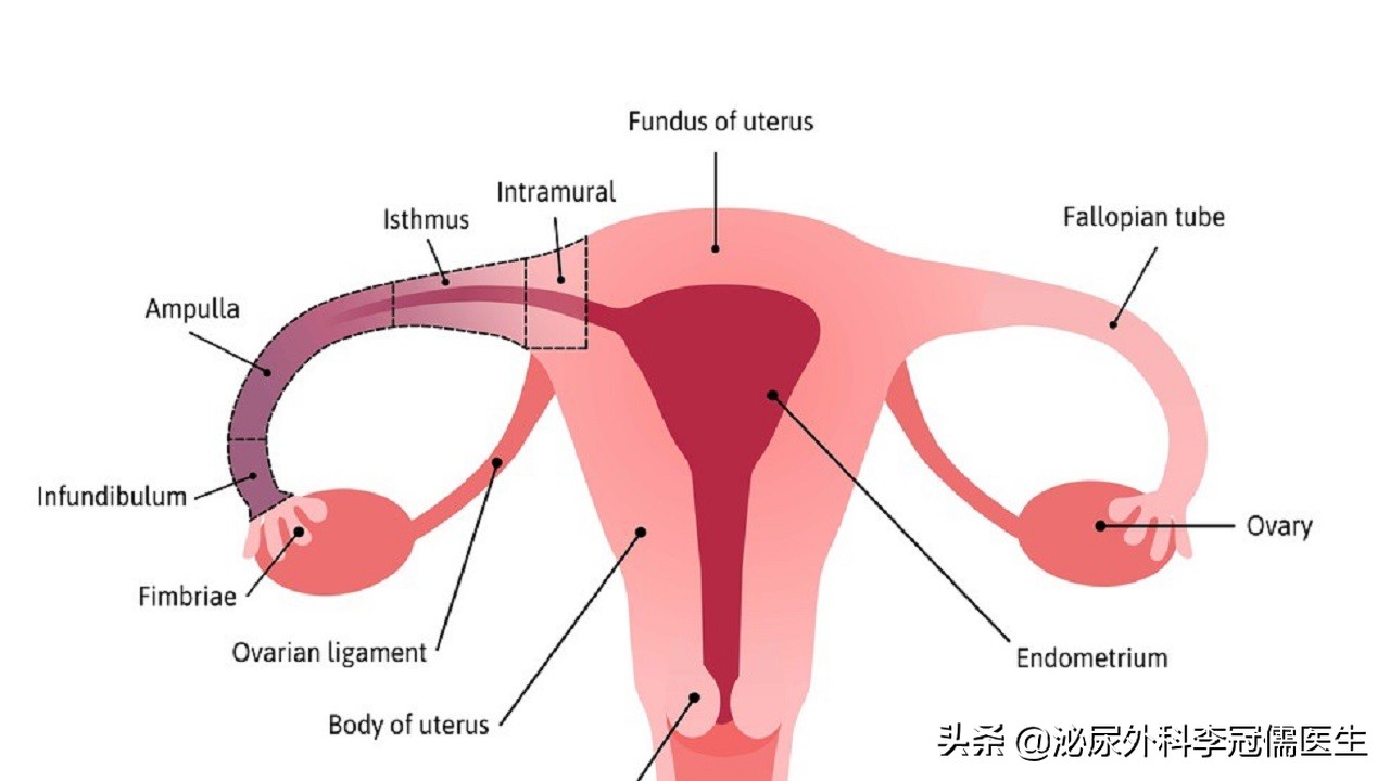 几亿个精子只有一个存活,成千上万精子