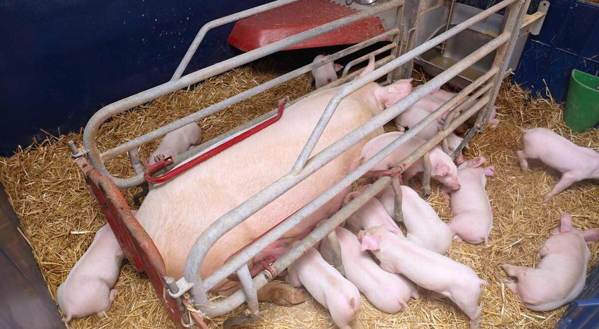 母猪子宫炎怎么治疗预防,母猪子宫炎最快的解决方法