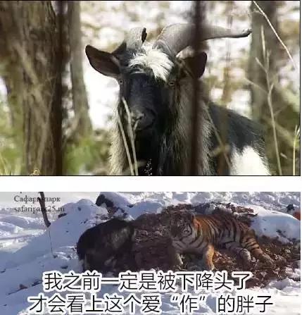 虎羊恋最后的结局,虎羊恋结局