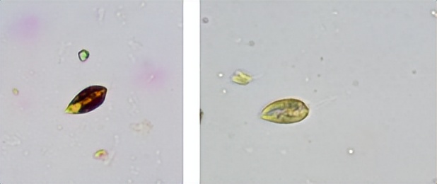 浮游植物增加会水质富营养化吗,浮游植物对水体起哪些作用