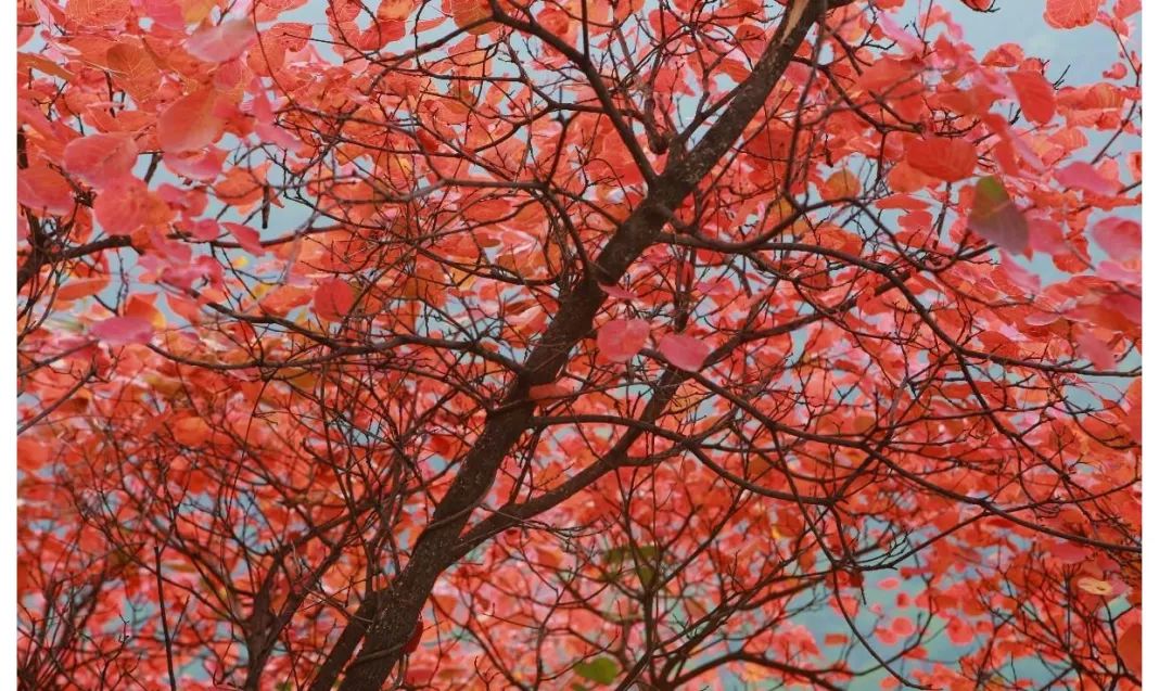 广州台山市二日游,台山川山群岛一日游