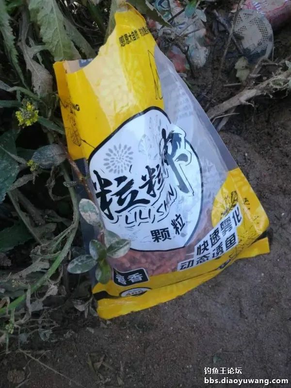 今晚吃鱼能配蓝鲫吗,今晚吃鱼加野战蓝鲫评测