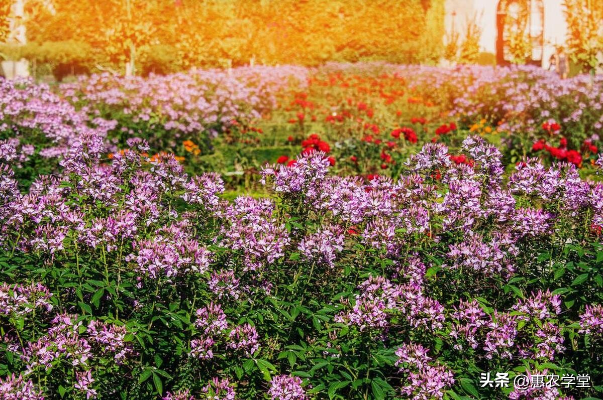 凤仙花播种的步骤,凤仙花播种方法