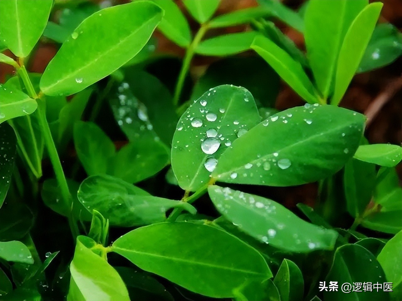 辟谷全过程视频,辟谷成功的真实案例视频