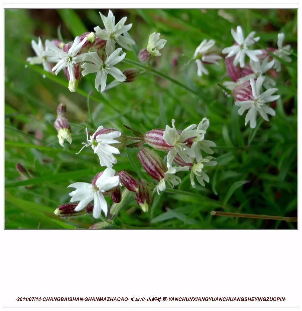 长白山蚂蚱草,第一次见奇怪的草