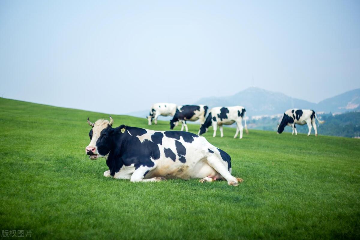 有机农场要建设到什么环境,有机牧场怎么运作的