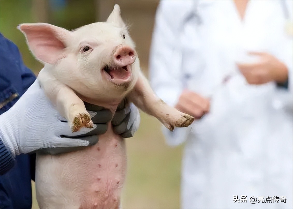 猪拉血怎么治最好,猪拉血的原因及治疗方法